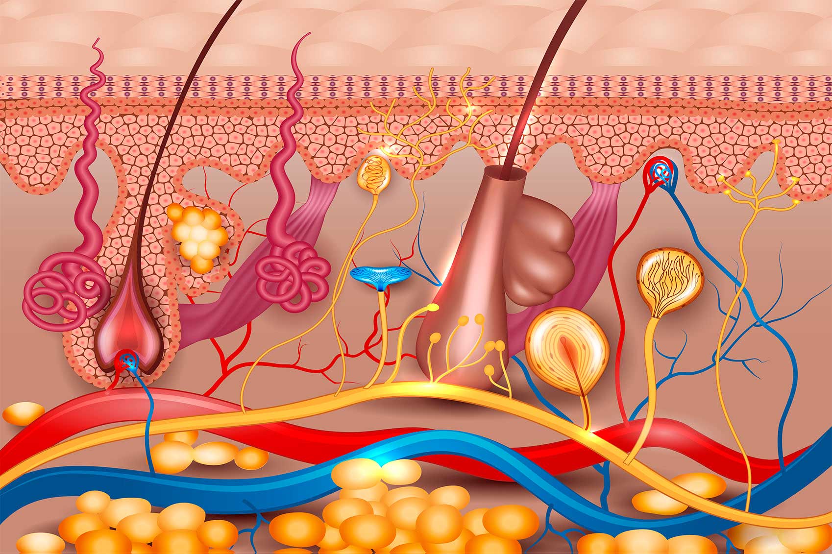 dermatology